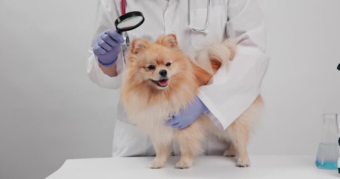 Veterinarian examining pomeranian with magnifier and stethoscope for lice, fleas.