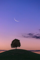 The last waning crescent moon in the early morning over the single tree on a drumlin hill. © Siyue