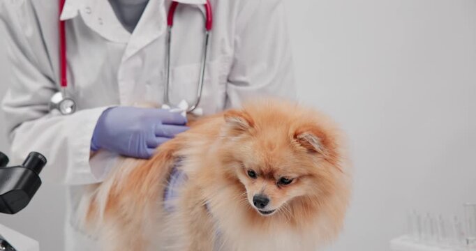 Pomeranian being gently cleaned by veterinarian with cotton pad and gloves for pet care and veterinary clinic.