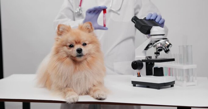 Happy pomeranian with veterinarian showing blood sample next to microscope for pet health.