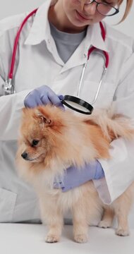 Pomeranian being inspected lice, fleas with magnifying glass by veterinarian during clinical checkup for pet health.