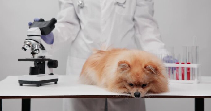 Pomeranian patient with microscope and test tubes in veterinary laboratory for clinic.