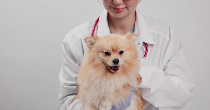 Female veterinarian holding happy pomeranian dog in white clinic with microscope and test tubes for veterinary clinic.