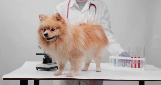 Pomeranian patient with microscope and test tubes in veterinary laboratory for clinic.