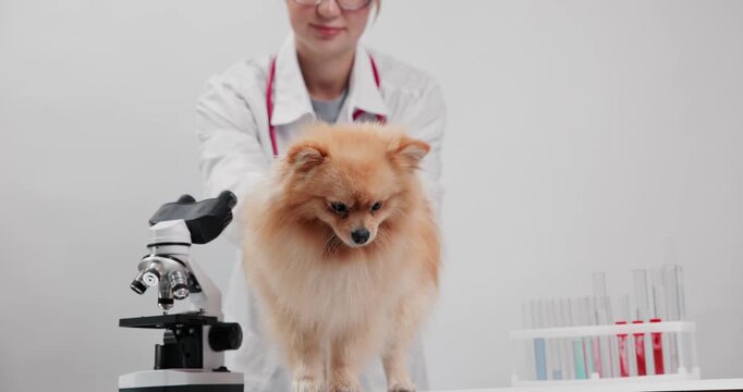 Pomeranian dog sitting on clinic table beside microscope with veterinarian in background for veterinary, banner pet care lab.