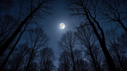 Obraz premium Bare tree branches form silhouettes against a dark night sky with a bright full moon and scattered stars. The low angle view looks up into the peaceful forest canopy creating a mystical scene.
