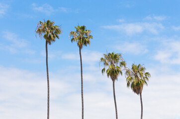 Fototapeta premium Palm trees