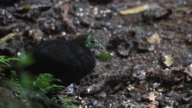 The wattled brushturkey (Aepypodius arfakianus) is a species of bird in the family Megapodiidae. It is found in New Guinea.
