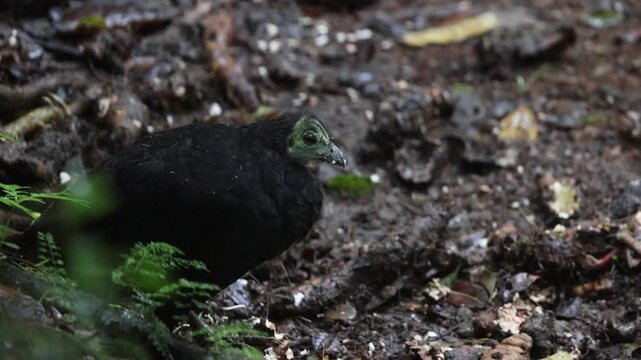 The wattled brushturkey (Aepypodius arfakianus) is a species of bird in the family Megapodiidae. It is found in New Guinea.