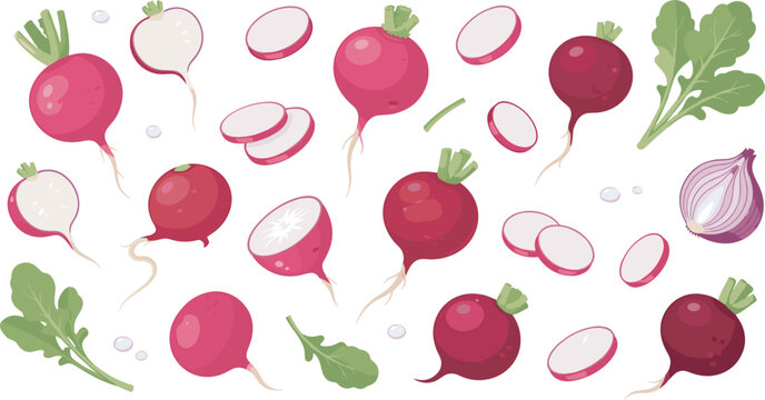 Fresh Red Radish Vector Graphic Set with Whole Roots, Sliced Rounds, Cut Halves, Green Leaf Elements, and Purple Red Onion Half for Food Designs