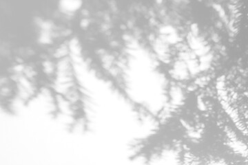 Obraz premium Real soft palm leaf shadow cut out on a transparent png background with diffused organic edges. Suits a serene wellness mockup as a transparent png overlay with room for product.