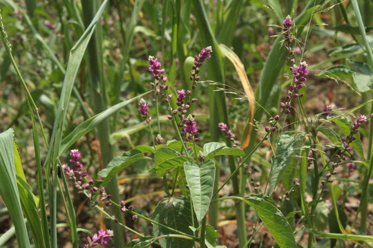 False amaranth (Digera muricata) pink flowers and seeds 