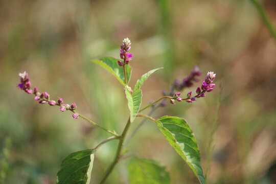 False amaranth (Digera muricata) pink flowers and seeds 