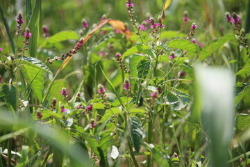 Fototapeta premium False amaranth (Digera muricata) pink flowers and seeds 