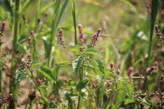 False amaranth (Digera muricata) pink flowers and seeds 