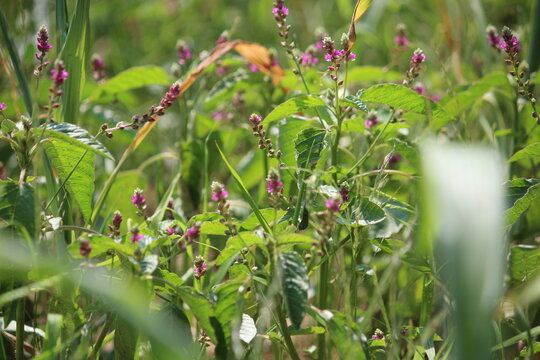 False amaranth (Digera muricata) pink flowers and seeds 