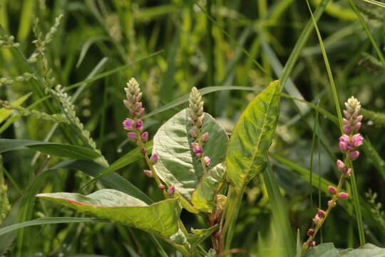 False amaranth (Digera muricata) pink flowers and seeds 