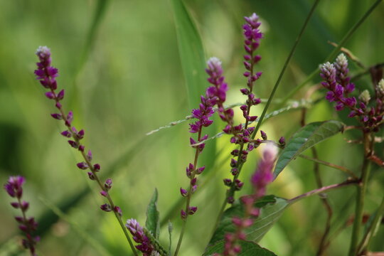 False amaranth (Digera muricata) pink flowers and seeds 
