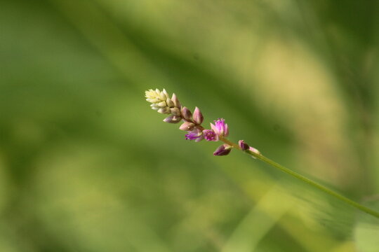 False amaranth (Digera muricata) pink flowers and seeds 