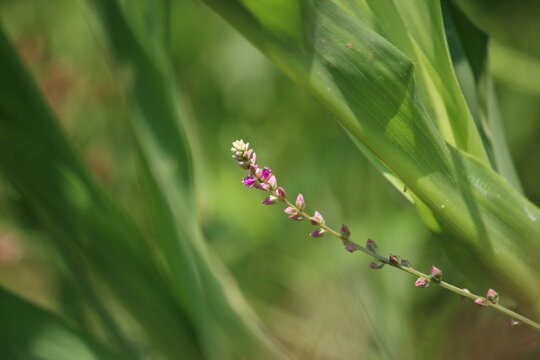 False amaranth (Digera muricata) pink flowers and seeds 