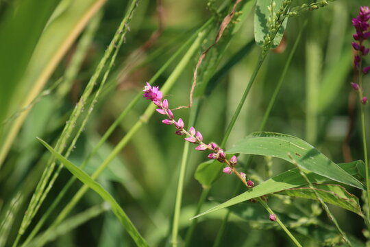 False amaranth (Digera muricata) pink flowers and seeds 