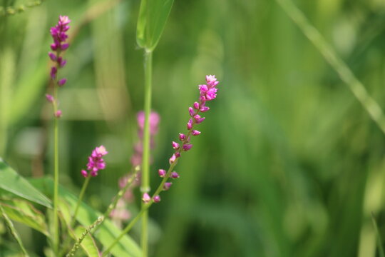 False amaranth (Digera muricata) pink flowers and seeds 