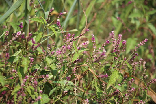 False amaranth (Digera muricata) pink flowers and seeds 