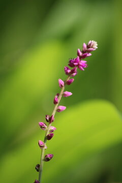 False amaranth (Digera muricata) pink flowers and seeds 