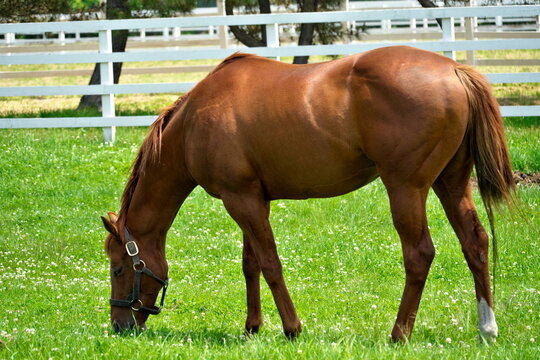 Chestnut horse grazing on green pasture with white fence