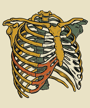 Vintage Hand Drawn Illustration of a Human Rib Cage with Colorful Anatomical Bone Details
