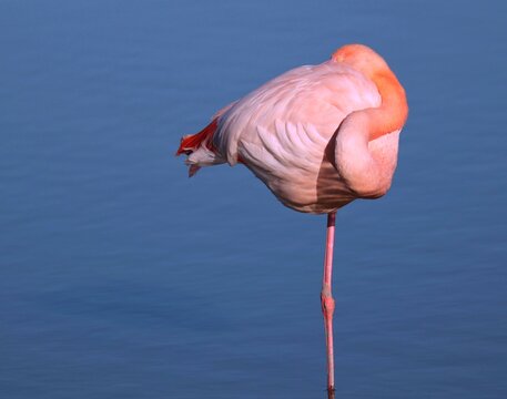 Flamant rose se reposant sur une patte avec une eau bleue calme en arri&egrave;re plan