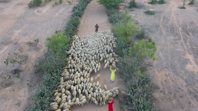 Aerial drone view of photographers capturing Cham women in traditional dress herding sheep in An Hoa Village, Xuan Hai, Khanh Hoa, Vietnam, showcasing rural life and cultural heritage.