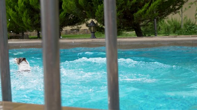 Jack Russell terrier jumping into swimming pool with big splash