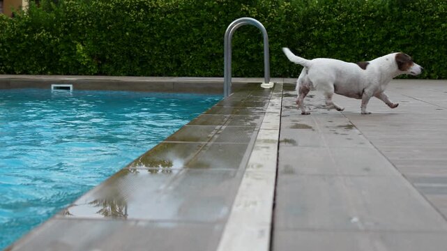 Jack Russell terrier shaking off water near pool edge and walking away
