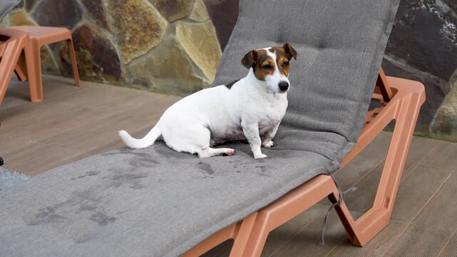 Jack Russell terrier dog sitting on lounge chair outdoors after swimming