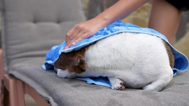 Girl drying wet Jack Russell terrier with blue towel on sunbed