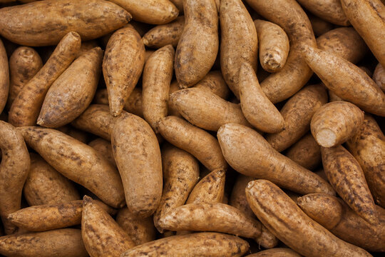 Fresh Yacon Roots Natural Andean Tuber Texture