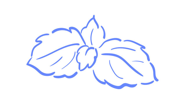 Mint leaves sketch in blue outline. Coquette herb branch as cute hand drawn element. Minimalist leaf icon for cafe menu background and whimsical restaurant card, vintage food poster or social media