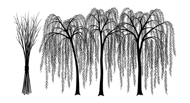 Black silhouette of weeping willow trees on white background with silhouette one leafless leafless tree four illustration drawing graphic with element
