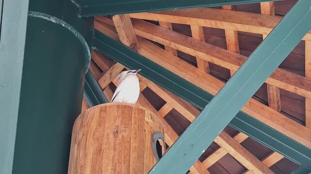 Footage Bali Myna (Jalak Bali) Singing and Calling