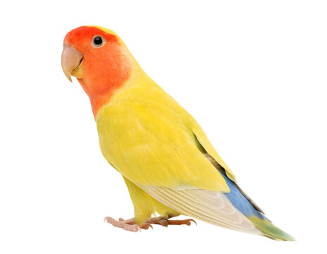Portrait of Rosy-faced Lovebird, Agapornis roseicollis, also known as the Peach-faced Lovebird against white background