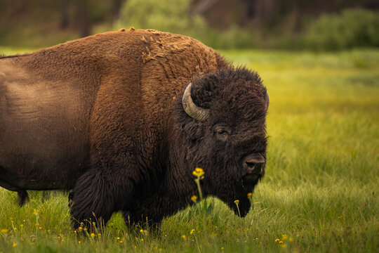 american bison in yellowstone