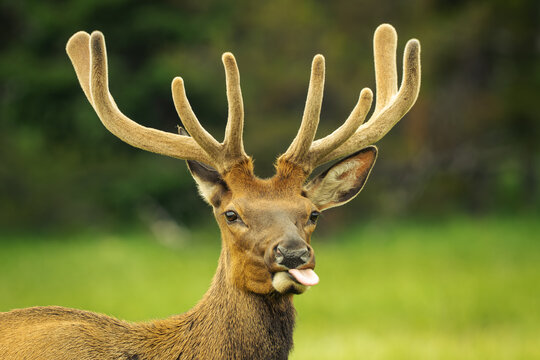 Deer with tongue sticking out