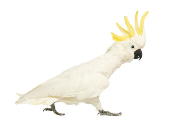 Sulphur-crested Cockatoo, Cacatua galerita, 30 years old, walking with crest up in front of white background © Dmax