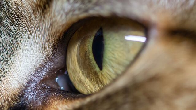 Extreme Close Up Macro Shot of a Cats Eye Showing Detail and Texture.