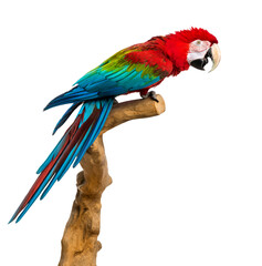 Red-and-green macaw perched on a branch, isolated on white © Dmax