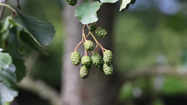 Green alder tree catkins swinging in the wind