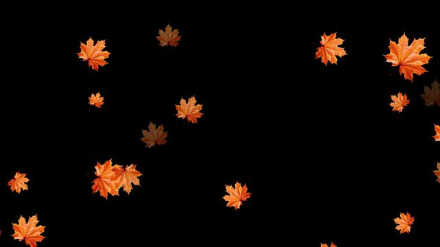 Realistic 3D falling maple leaves animation, Maple Leaf falls animation. Autumn maple leaves fall in the background. Super Slow Motion Falling Autumn Red Maple Leaves. Isolated on Black Background.