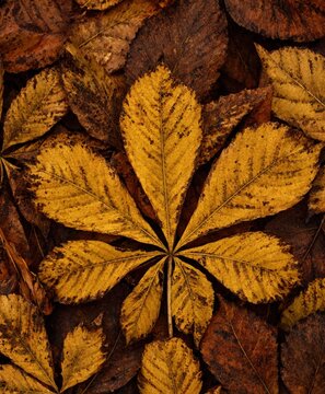 Golden Horse Chestnut Leaves Autumn Botanical Texture