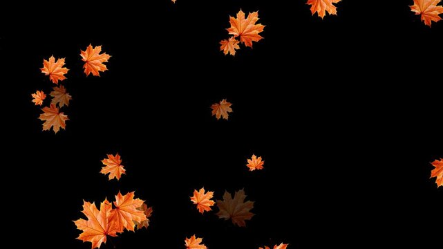 Realistic 3D falling maple leaves animation, Maple Leaf falls animation. Autumn maple leaves fall in the background. Super Slow Motion Falling Autumn Red Maple Leaves. Isolated on Black Background.